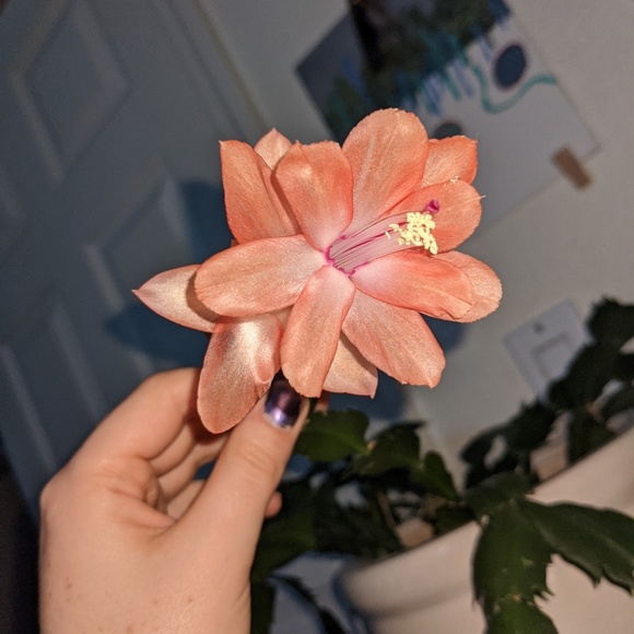 Meet your Posher, Amina - Picture 1 of 1